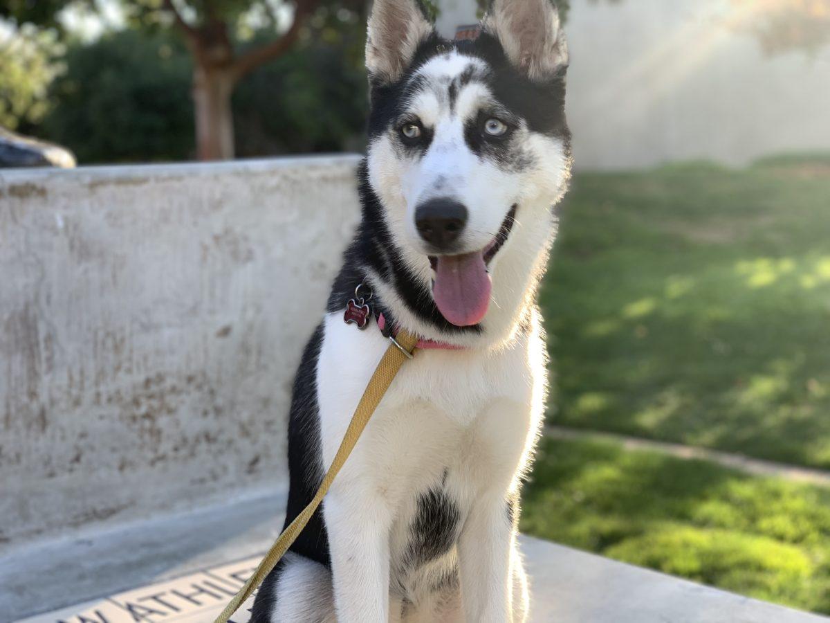 Environmental studies freshman Sonia Roman said that Siberian husky Luna has helped improve her mental health. 