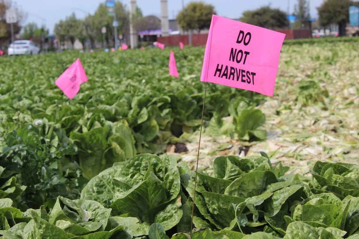 Pink flags scattered across patchy fields of lettuce in Gilroy warn farmers not to touch vegetables that no are longer in such high demand because of COVID-19. Vicente Vera/Spartan Daily