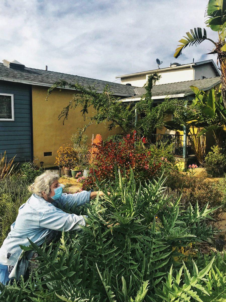 Los Angeles resident Ginny Blades cultivates her garden while wearing a face mask. Blades is taking time during the quarantine to increase her sustainable living efforts. Briana Conte/Spartan Daily