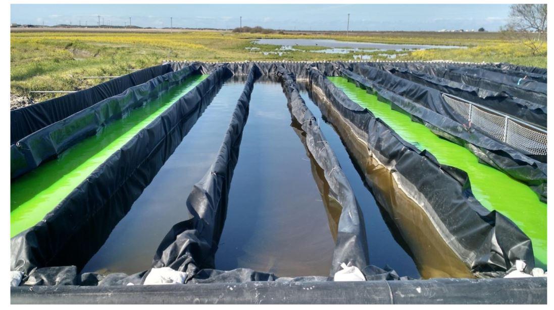 Bioreactors near Castroville, California filter agricultural runoff that could produce harmful algal blooms. Courtesy of Moss Landing Marine Labs.