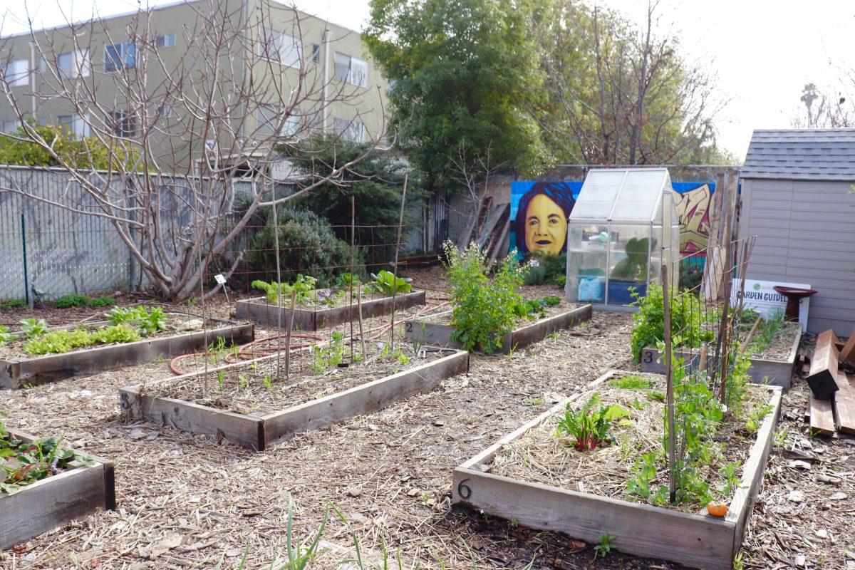 The CCCAC community garden's plant beds continue to grow during its reconstruction to expand access I Photo by Jovanna Olivares 