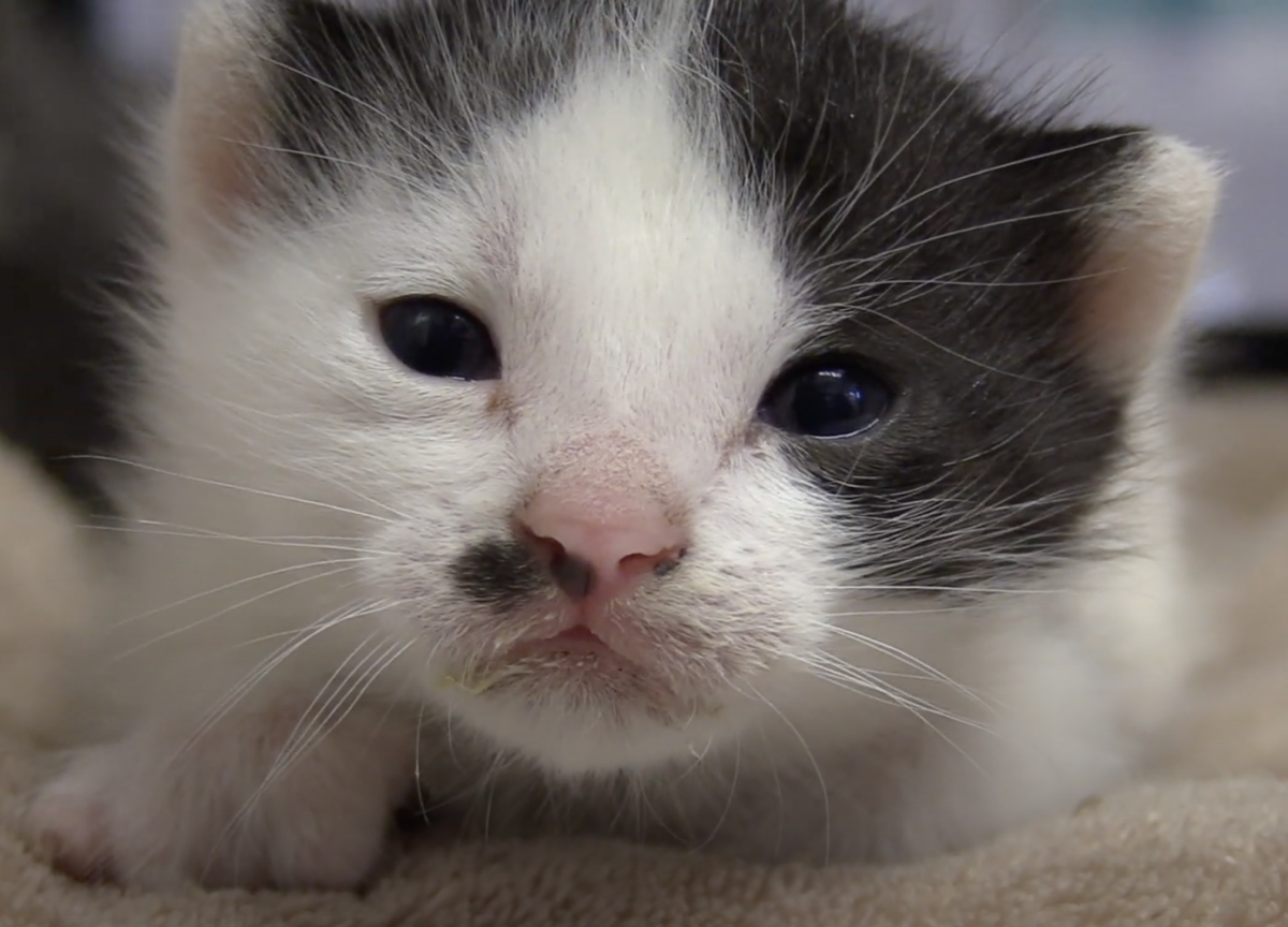 Kitten Rescue: A Short Documentary