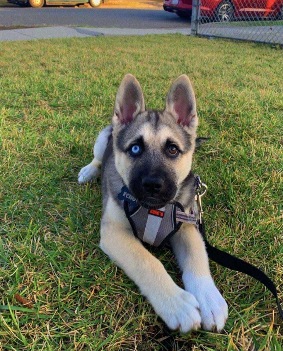 Business administration senior Kindred Nguyen&#8217;s German Shepard and Husky mix, Echo.photo courtesy of Kindred Nguyen