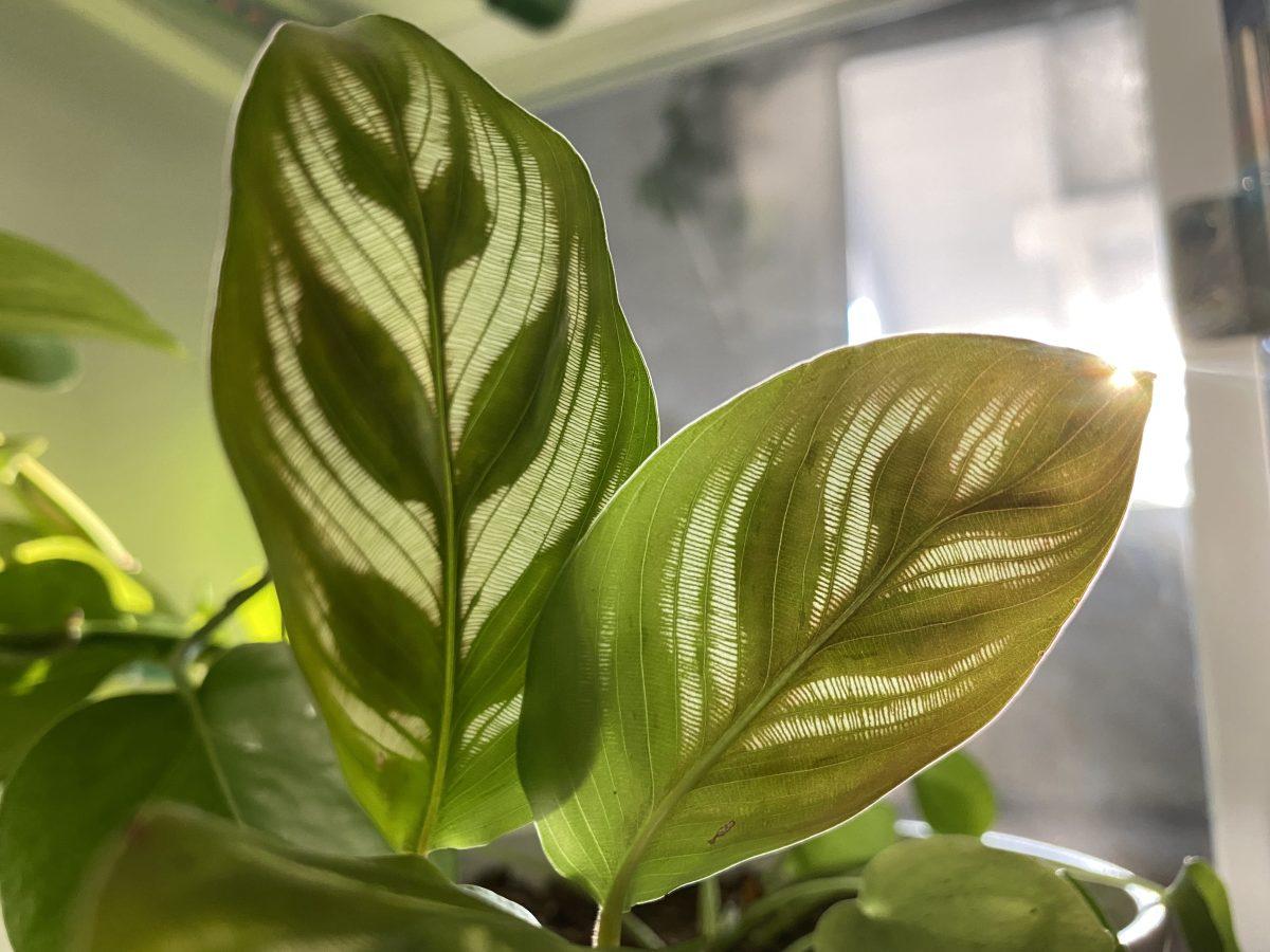 Plants bring growth and hope
