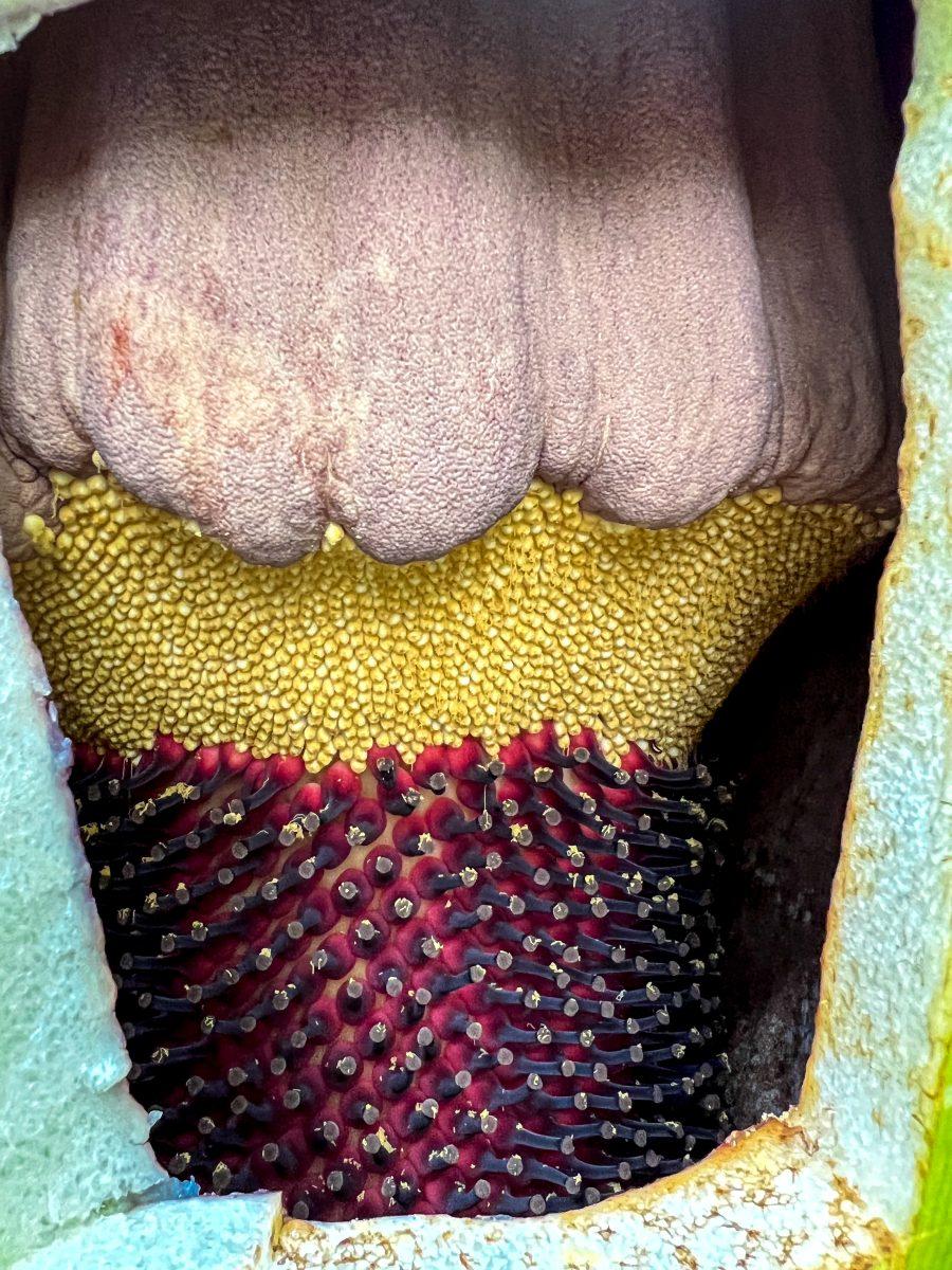 The bloomed corpse flower flourishes in its pot at the San Jose State Botany Garden, which is one of a handful of green spaces in the city dedicated to California's native plants. Photo courtesy of Lars Rosengreen