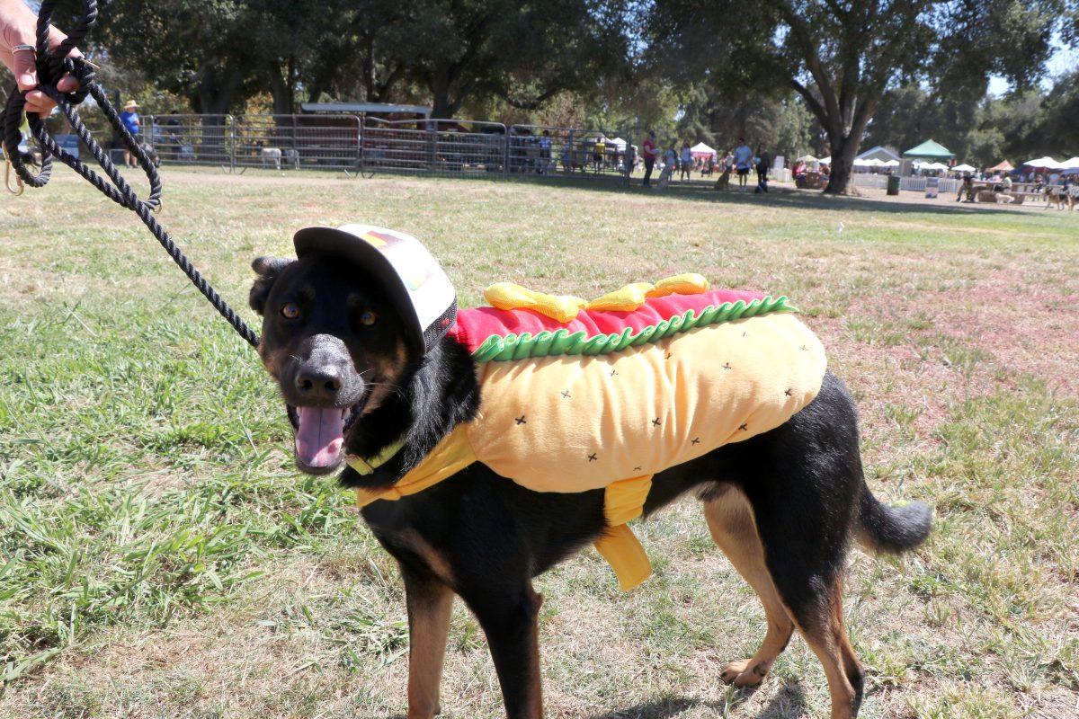 Who let the dogs out at SJ park?