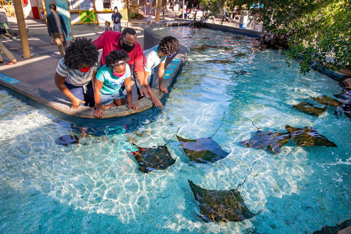 Photo Courtesy of Aquarium of Pacific 