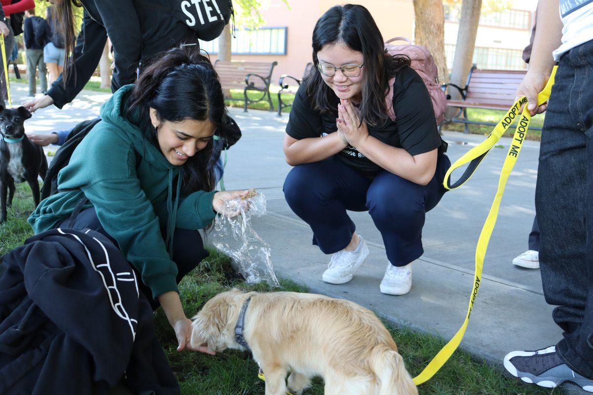 Students destress with dogs on campus