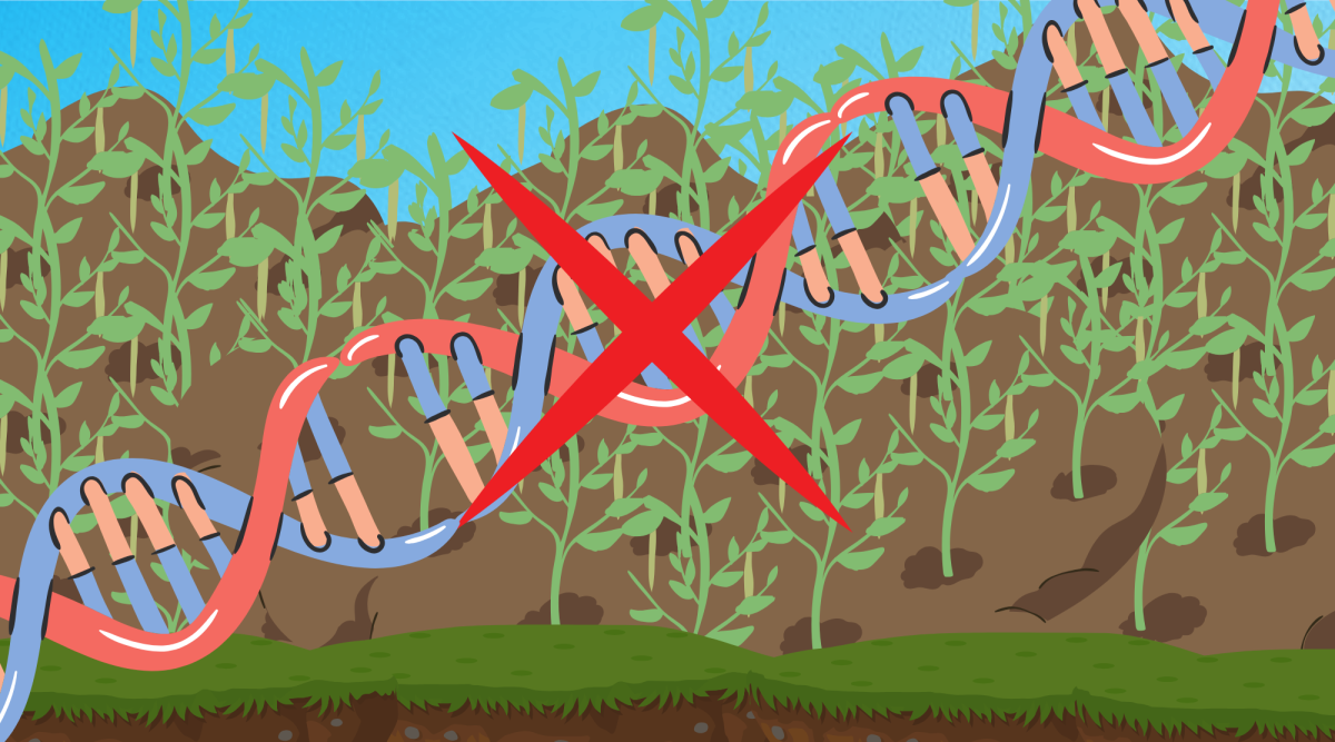 GMOs are misunderstood in the garden