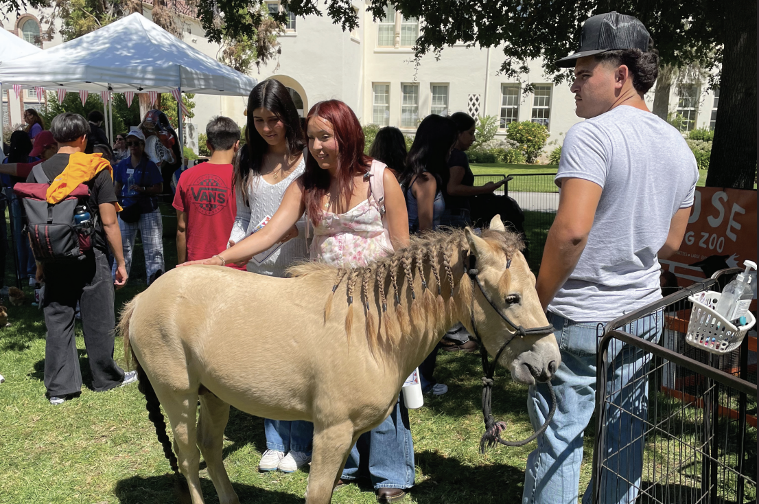 San José State students line up at the “Career Center Carnival” on Wednesday on the Smith Carlos Lawn to pet various farm animials to kick off the first week of instruction.