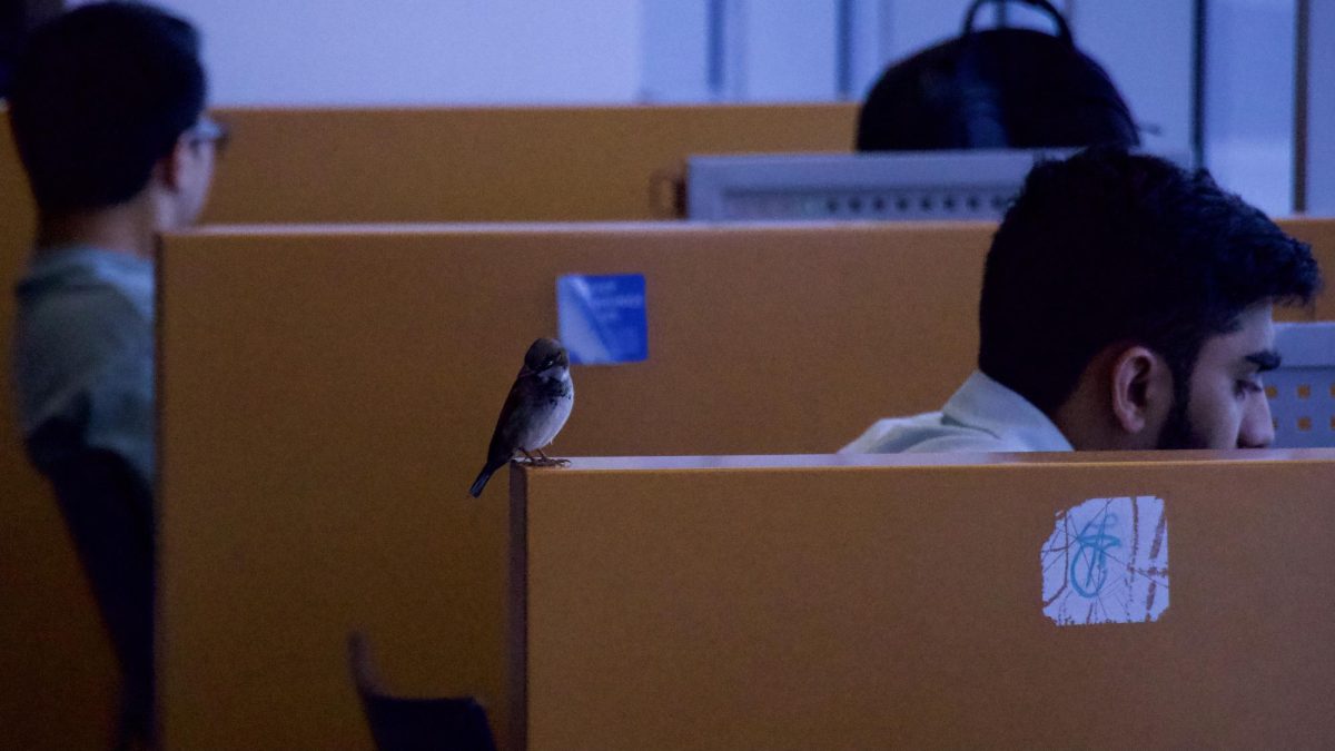A House Sparrow sits next to a student studying on the eighth floor of the MLK Library.