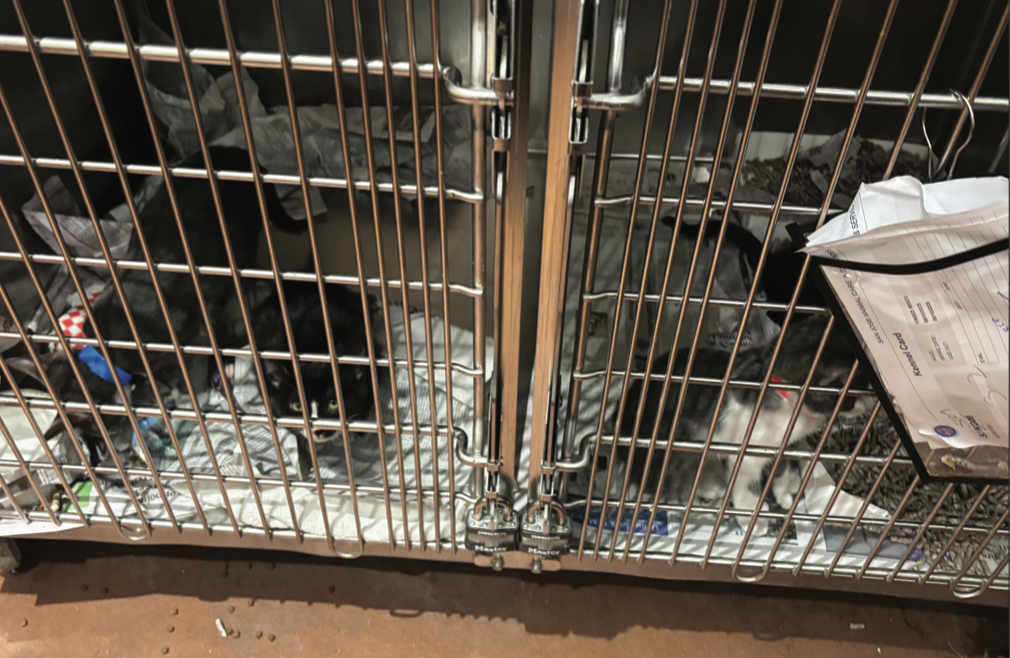 Kenneled kittens wait for adoption at San José Animal Care Center located at 2750 Monterey Rd, San José.