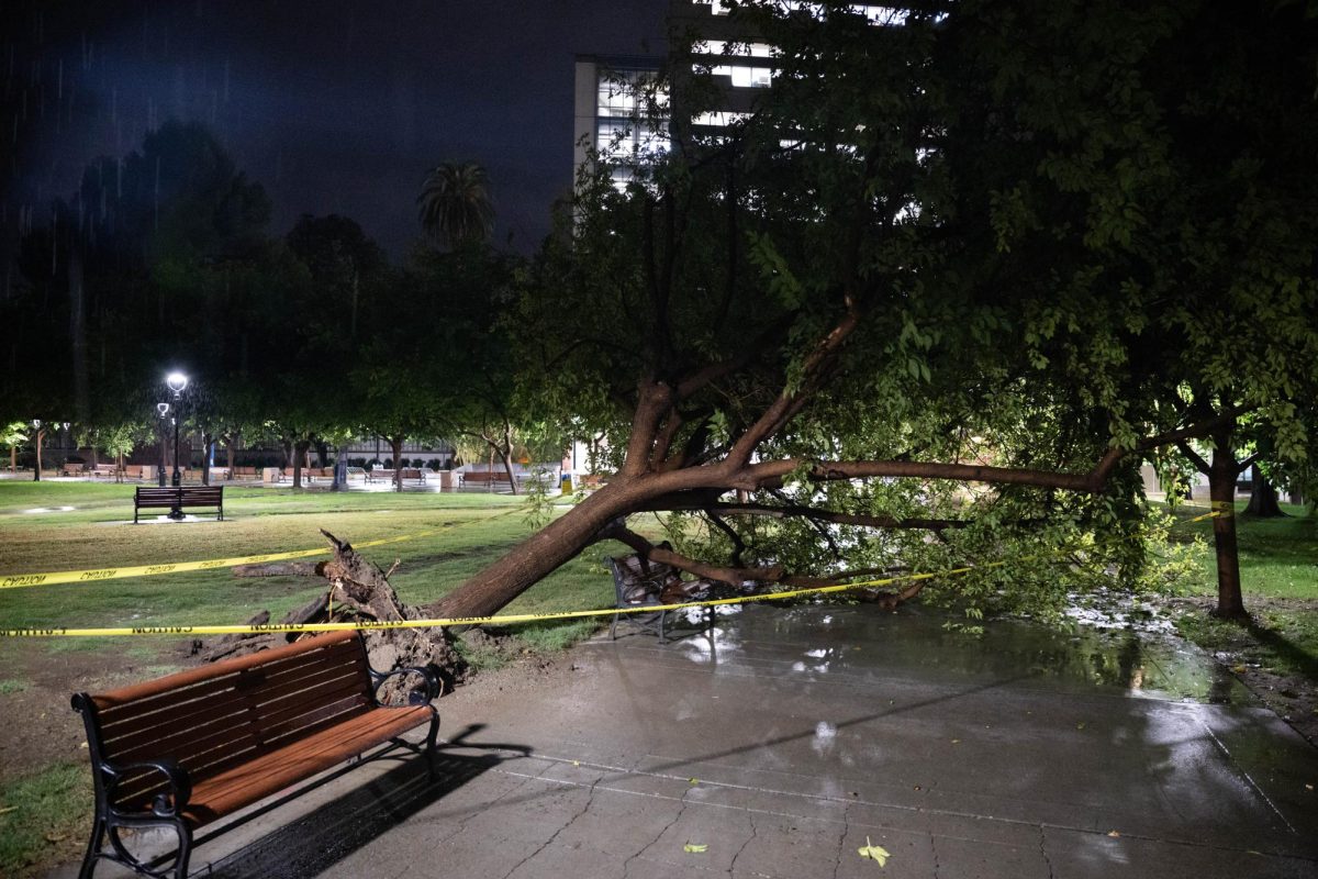 Two trees neighboring Tower Lawn near the Dr. Martin Luther King, Jr. Library fell during heavy rainfall on Monday. San José received more than an inch of rain.