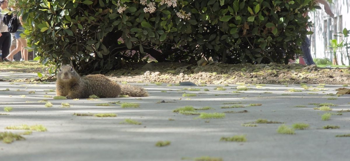 A California ground squirrel lies on the ground in front of Hugh Gillis Hall on March 19.